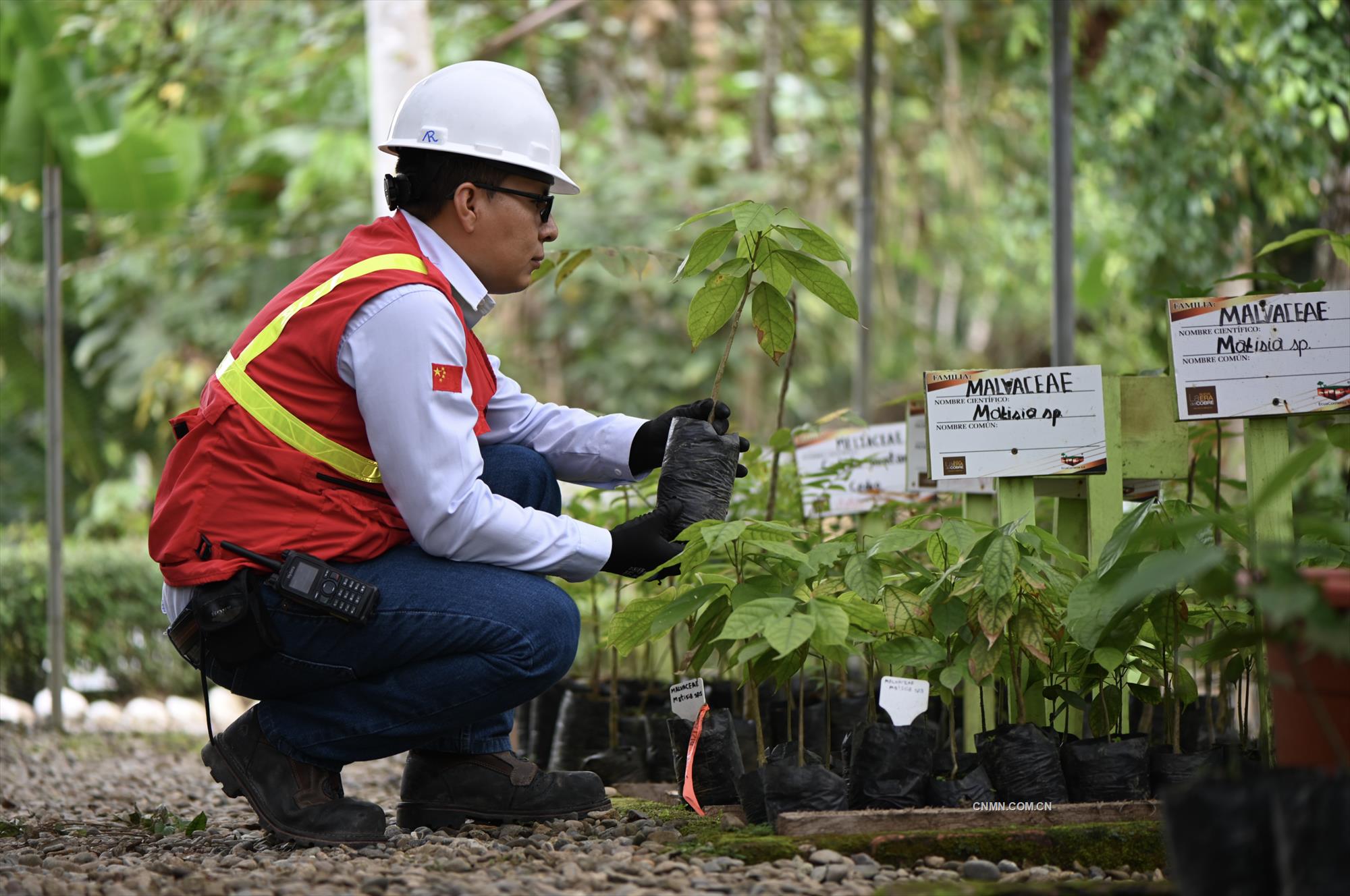 米拉多铜矿员工将稀有的植物移种到植物园。